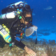 NOAA research diver Dr. Randy Kosaki collects specimens in a bed of Sargassum algae at 300 feet depth at Pearl and Hermes Atoll. The Sargassum beds are a newly-discovered coral reef habitat type in the monument.